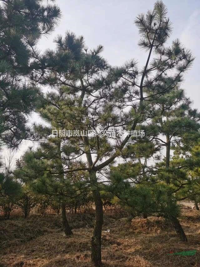 黑松