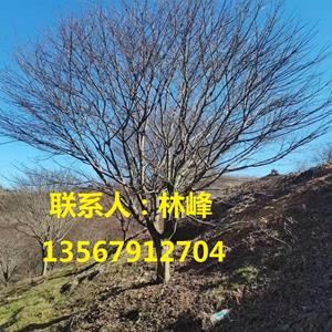 四明山红枫/余姚四明山红枫樱花之乡