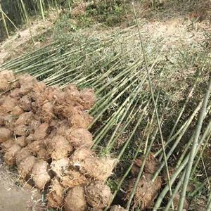 雷竹批发出售，雷竹基地，雷竹直销