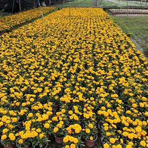 金鸡菊  成都金鸡菊批发  金鸡菊价格  花境花卉成都基地