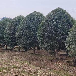 桂花金桂p200-500