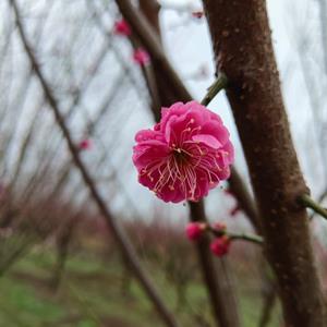 红梅小苗 骨里红梅花