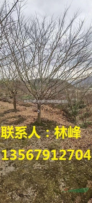 四明山雞爪槭