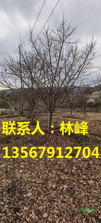 四明山雞爪槭