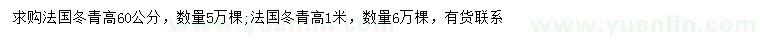 求购高60、100公分法国冬青