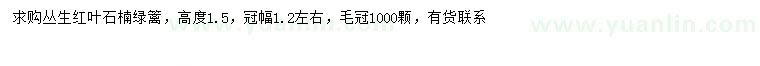 求购冠幅1.2米左右丛生红叶石楠绿篱