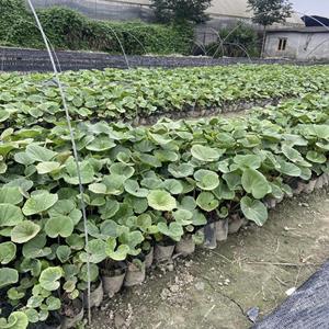 大吴风草  成都大吴风草基地直销  大吴风草杯苗现货  四川水生花卉供应