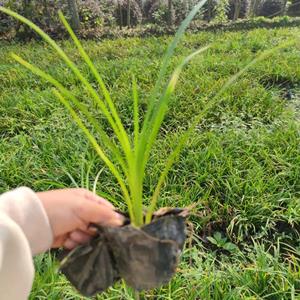 批发出售小杯大花萱草，萱草种植基地