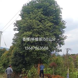 香樟(移植苗)50公分