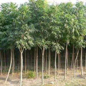 栾树小苗园林栾树黄山栾树栾树绿化苗木行道树庭院风景树苗栾树苗