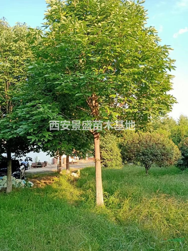 陝西七葉樹大型基地-西安七葉樹種植-周至直銷-中國園林網