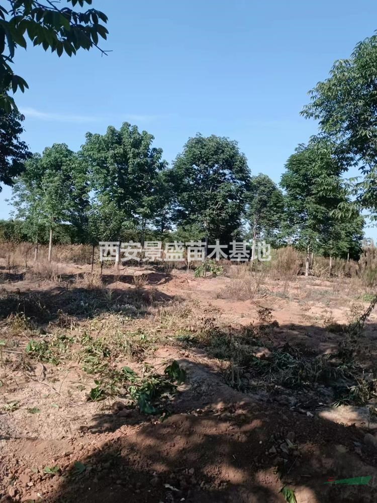 陝西七葉樹大型基地-西安七葉樹種植-周至直銷-中國園林網
