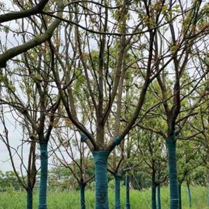 香樟基地 香樟小苗 80-100公分香樟树