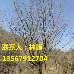 四明山樱花价格