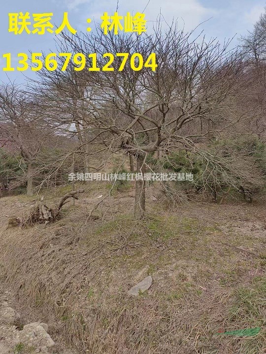 四明山羽毛楓種植基地/四明山羽毛楓價格