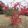 花卉庭院植物日本海棠花苗大红花海棠贴梗海棠花苗铁杆海棠苗