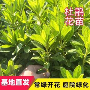 杜鹃批发花苗工程毛杜鹃量大春夏西洋鹃庭院花卉盆栽小区绿化植..