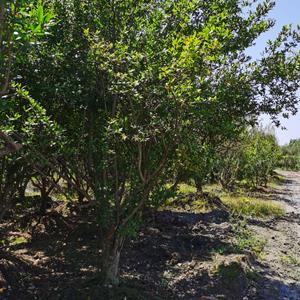 石榴   成都花石榴基地直销  花石榴现货批发  四川绿化苗木供应