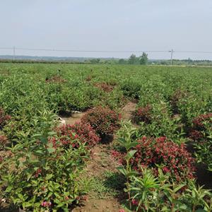 红王子锦带球 基地红王子锦带球生态苗圃直销