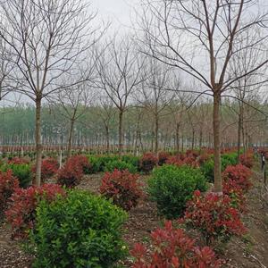 供，红叶石楠苗，60-120冠幅紅葉石楠球，红叶石楠价格