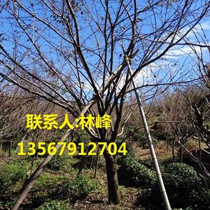 四明山樱花/早樱和晚樱的区别