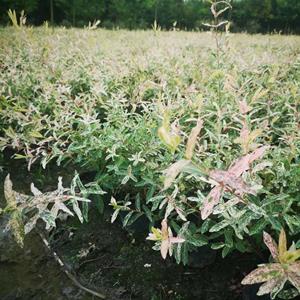   彩叶玘柳 灌木工程苗供应 成都彩叶杞柳基地 彩叶杞柳图片 精品彩叶杞柳现货直销