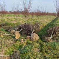 苗圃直销中国红枫-浙江绍兴中国红枫量大从优闪发货