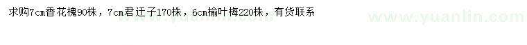 求购香花槐、君迁子、榆叶梅