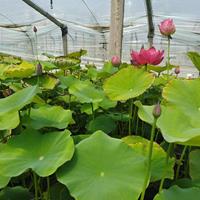 供应盆栽荷花 莲花种苗 荷花适合湿地河道公园池塘种植 荷花小苗