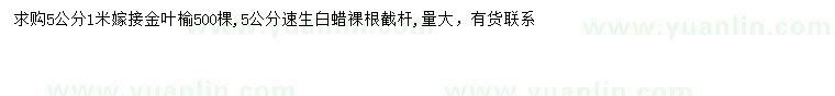 求购5公分金叶榆、速生白蜡