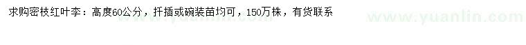 求购高60公分密枝红叶李