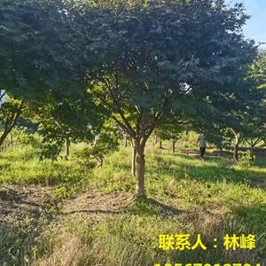 四明山红枫种植基地