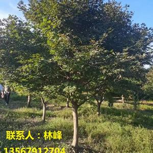 四明山红枫/红枫批发基地