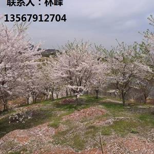 四明山樱花/四明山樱花批发基地