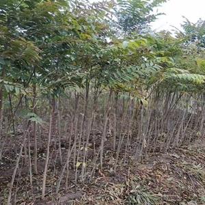 供应红油香椿苗 香椿苗直发价格低