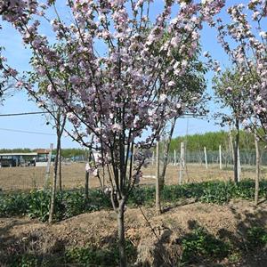 临沂册山海棠花销售