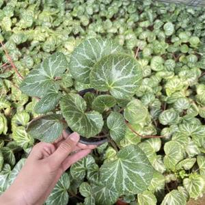 青州虎耳草报价 山东虎耳草价格 华东地区虎耳草批发价格便宜