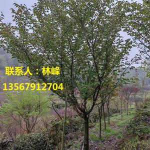 四明山早樱/四明山樱花批发基地