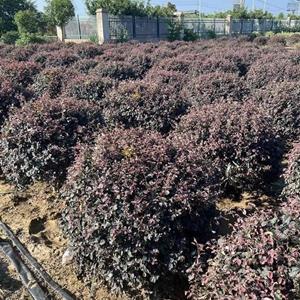 红花继木球,70-160cm红花继木球,基地直销