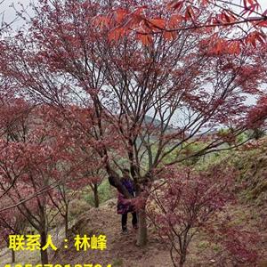 四明山红枫/宁波四明山红枫基地