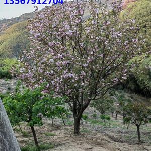 四明山樱花/浙江四明山樱花基地