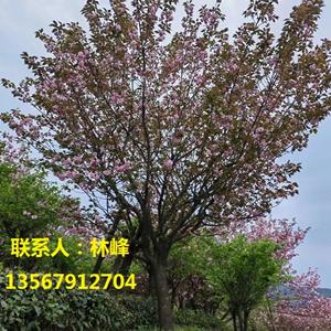 四明山樱花/樱花红陌上，杨柳绿池边；  燕子声声里，相思又一年。