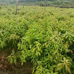 木荷苗木基地直供 园林景观 荒山绿化造林苗 多规格大苗