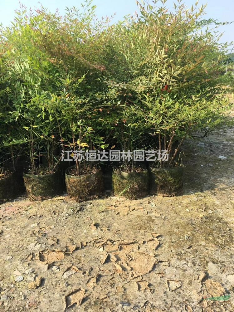 优质南天竹种苗 南天竹苗基地