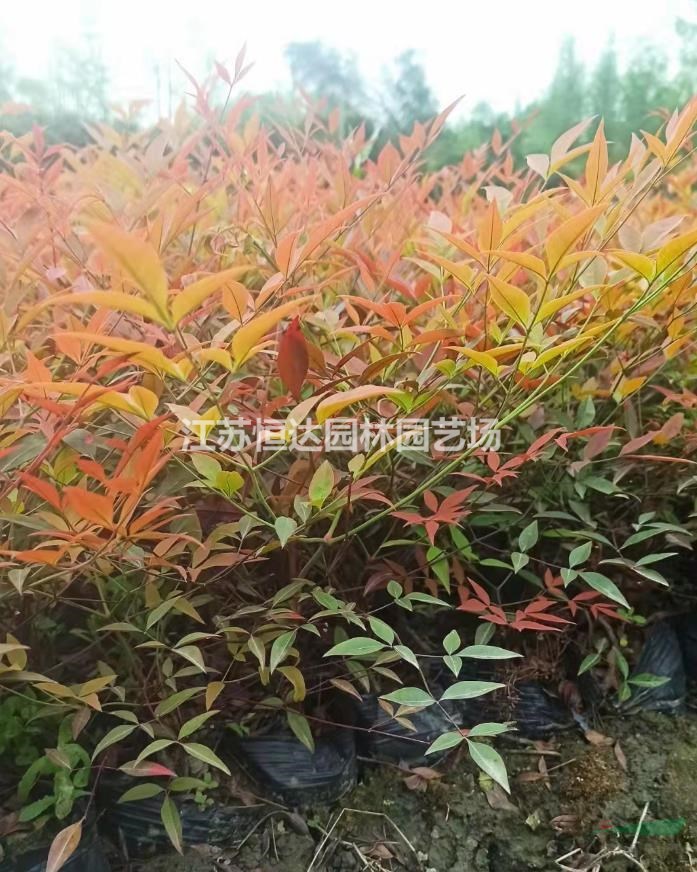 优质南天竹种苗 南天竹苗基地