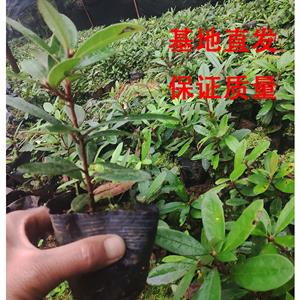 马缨花马缨杜鹃