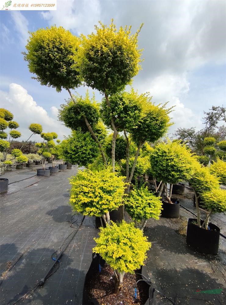 花境景觀植物種植-2