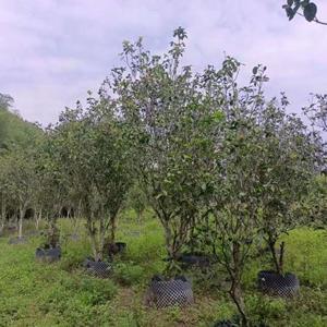 广东惠州苗圃供应四季飘香桂花树1000棵