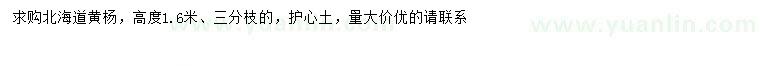 求购高1.6米北海道黄杨