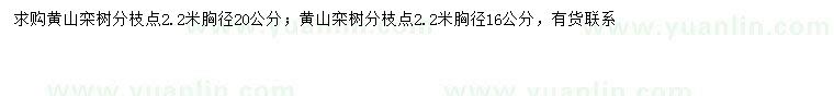 求购胸径16、22公分黄山栾树